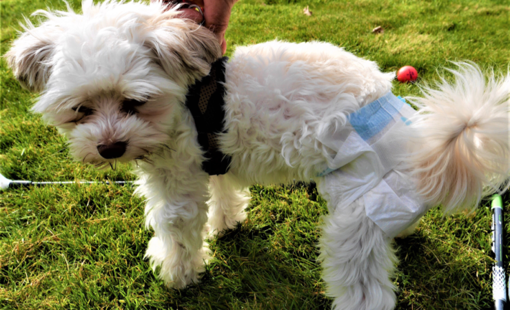 Windelpflicht für Hunde auf unserem Golfplatz