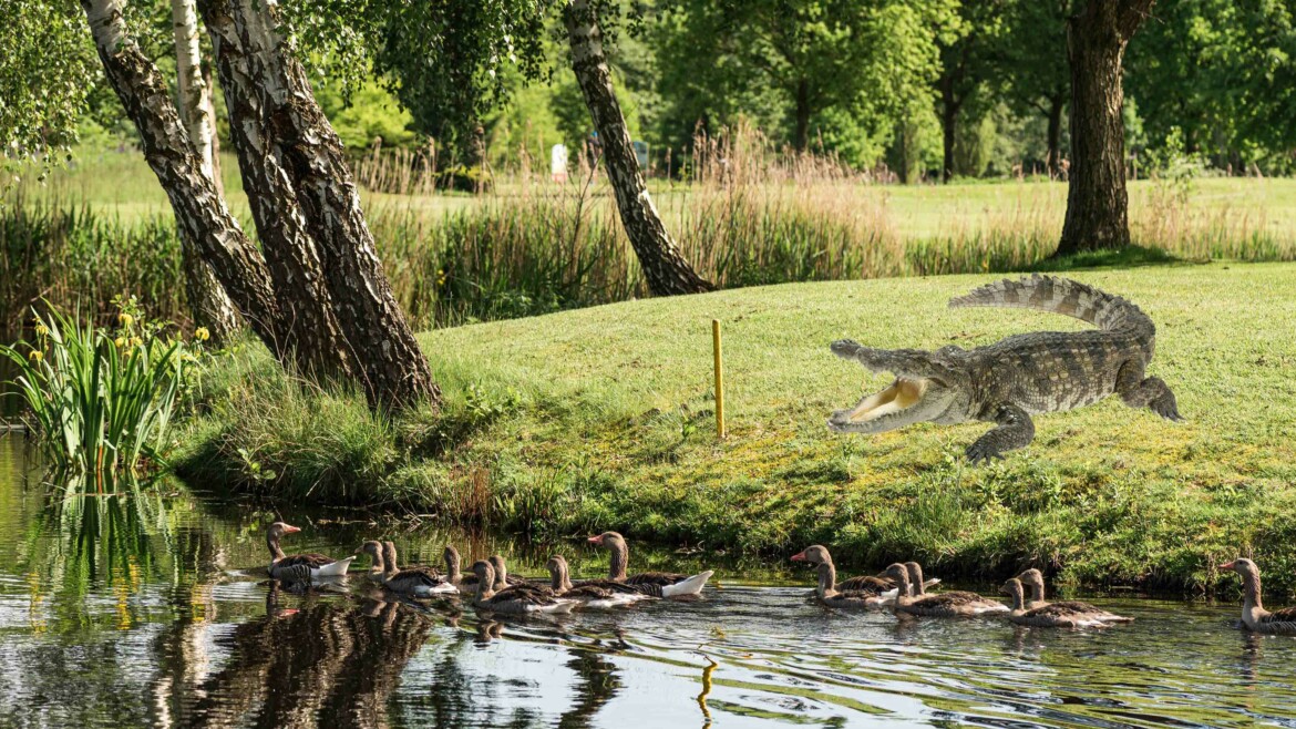 Ab Sommer 2022: Alligatoren auf dem Golfplatz Varus
